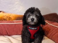 Silver toy poodle bebeklerim