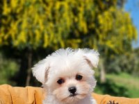 Sevimli Teacup Morkie Yavrularımız