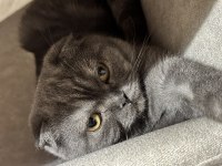 7 aylık scottish fold kedimiz sahiplendirilecek