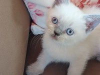 Safkan british shorthair yavrularımız