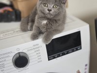 MUKEMMEL GEN HATTİNA SAHİP YAVRU KEDİLER