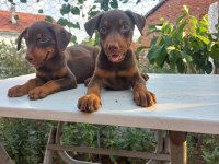 Orjinal doberman yavrular