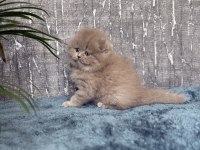 Show Class Sıfır Kulak Scottish Fold Prenses