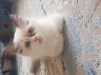 Safkan Ragdoll Yavrularımız Yeni Yuvalarını Arıyor