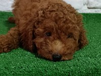 Toy poodle köpeği
