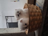 Safkan british longhair dişi erkek 1 buçuk aylık