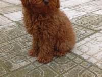 Toy Poodle 4 Aylık Dişi Wc Eğitimli