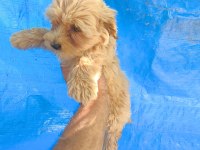 MALTİPOO YAVRULAR