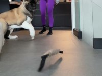 American Akita Erkek Henüz 8 Haftalık