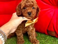 Safkan Toy Poodle Bebekler