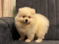 Pomeranıan Yavrularımız Sizlerle