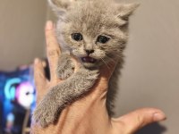 1.5 aylık british shorthair fıstıklar