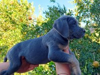 Cane Corso Yavrular Irk Sağlık Garantili