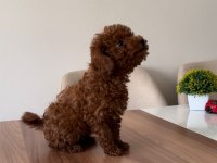 ÜST KALİTE TOY POODLE YAVRULARIMIZ