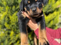 Dünya şampiyonu rottweiler torunları