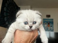 Blue point scottish fold