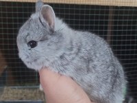 Cüce Tavşan (Netharlend Dwarf)