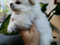 Pomeranian Boo Erkek Ve Dişi Yavrularımız