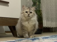Safkan Dişi Kedilerim