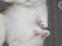 British longhair kedisi