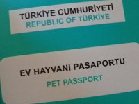 ÇOK UYGUNA ROTWEİLLER YAVRUSU (AÇIKLAMA)