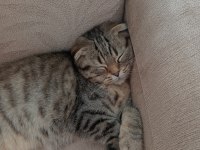 5 aylık scottish fold