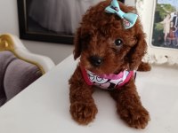SAFKAN RED BROWN TOY POODLE YAVRULAR ÜST KALİTE