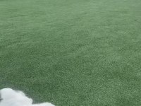 Temiz 7 aylık maltese terrier dişi sevimli köpeğimiz