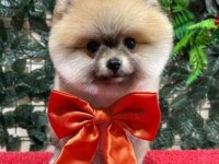 Pomeranian boo 2 aylık
