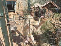 KANGAL KÖPEĞİ YAVRULARI