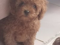 Irk ve sağlık garantili Kore poodle yavrular