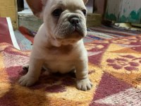 Üst Düzey Kalite flufy karier french bulldog bebekler