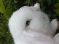 Sevimli mini lop tavşan yavrular
