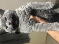 4 aylık british Shorthair erkek kedi
