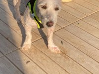 Terrier maltese kız güzel sakın çocuklara düşkün