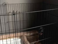 2 AYLIK DOBERMAN YAVRUMUZ