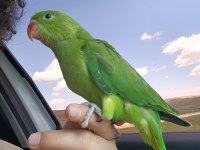 El besleme bebek pakistan papağanı