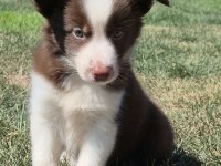 Birinci Sınıf Safkan Border Collie Yavruları 