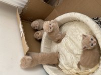 British shorthair 2 aylık kedimiz