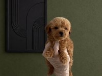 Büyümeme Garantili Wc Eğitimli Red Maltipoo