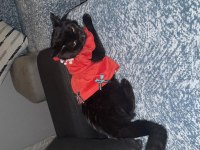 BRİTİSH SHORTHAİR KEDİMİ SAHİPLENDİRİYORUM