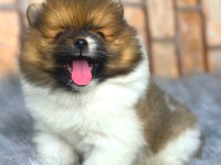 ayıcık suratlı pomeranian boo