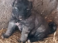 Kangal Yavrusu