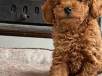 Orijinal toy poodle bebeklerimiz