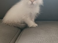 Mükemmel british longhair erkek