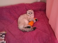 British Shorthair Dişi Kedi