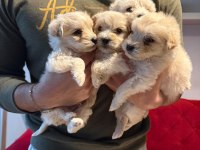 Ev doğumu maltipoo yavrularımız