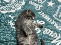 British longhair 2 aylık erkek