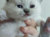 Farklı cins kedilerde vardır