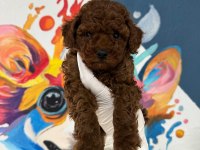 RUHSATLI POODLE EVİNDEN ÇOK SAYIDA POODLE BEBEK